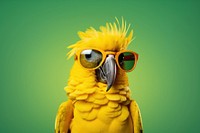 Parrot sunglasses animal bird