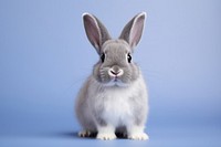Animal mammal rodent rabbit. AI generated Image by rawpixel.