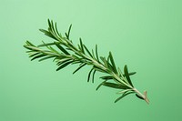 Rosemary plant green herbs. AI generated Image by rawpixel.
