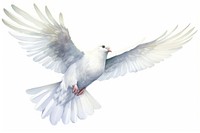 Animal flying white bird. 