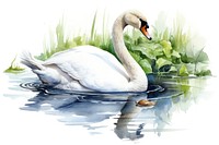 Swan swimming animal white. 