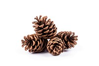 Plant tree white background pine cone. 