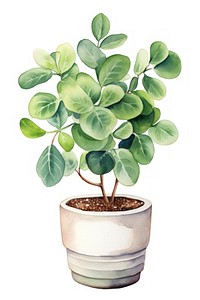 Plant bonsai herbs leaf. AI generated Image by rawpixel.