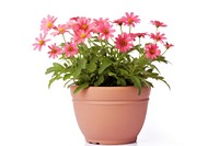 Flower plant vase pot. 