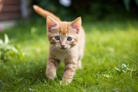 Kitten grass animal mammal. AI generated Image by rawpixel.