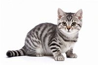 Kitten animal mammal pet. AI generated Image by rawpixel.