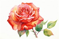 Rose flower plant white background. AI generated Image by rawpixel.