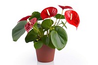 Flower anthurium plant white background. 