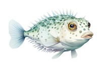 Animal puffer fish white background. 