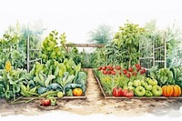 Vegetable garden outdoors nature. 