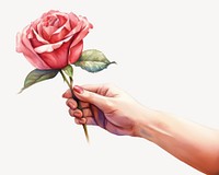 Rose hand holding flower. 