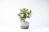 Plant bonsai leaf tree. 