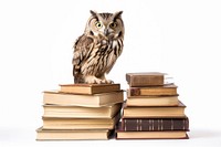 Book owl publication animal. 