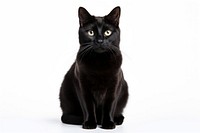 Animal mammal black pet. AI generated Image by rawpixel.