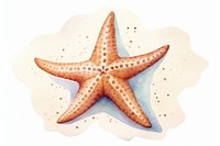 Starfish white background invertebrate echinoderm. 