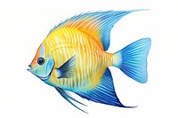 Fish angelfish animal white background. 