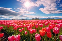 Tulip field landscape sunlight. AI generated Image by rawpixel.