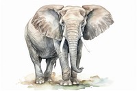 Elephant wildlife drawing animal. 