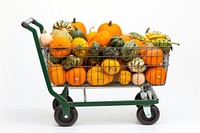 Pumpkin vegetable squash plant. 