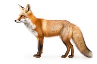 Fox wildlife animal mammal. 