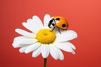 Flower ladybug pollen animal. 