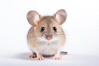 Animal mammal rodent mouse. AI generated Image by rawpixel.