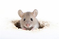 Animal rodent mammal mouse. AI generated Image by rawpixel.