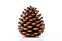 Plant tree cone white background. 