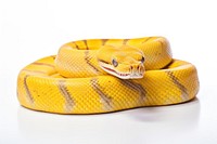 Reptile animal yellow snake. 