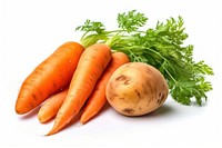 Carrot vegetable plant herbs. 