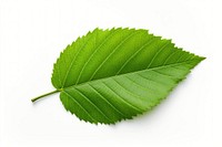 Leaf plant green white background. 