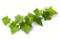 Leaf ivy plant white background. 