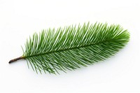 Leaf plant tree pine. 