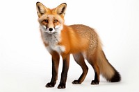 Fox wildlife animal mammal. 