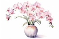 Orchid flower plant vase. 