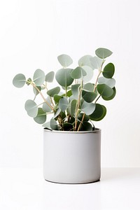 Plant leaf vase pot. 