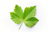 Leaf plant tree white background. AI generated Image by rawpixel.