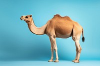 Camel wildlife animal mammal. AI generated Image by rawpixel.