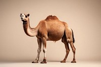 Camel wildlife animal mammal. 