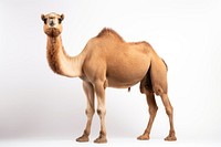 Camel animal mammal livestock. AI generated Image by rawpixel.
