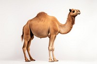 Camel wildlife animal mammal. 