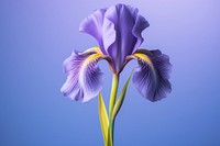 Iris blossom flower purple. 