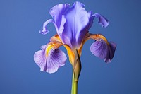 Iris blossom flower petal. 