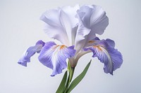 Iris blossom flower petal. 