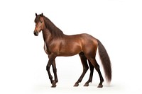 Horse stallion animal mammal. AI generated Image by rawpixel.