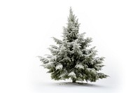 Tree christmas plant white. AI generated Image by rawpixel.