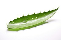 Aloe plant leaf white background. AI generated Image by rawpixel.
