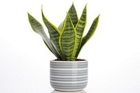 Plant leaf vase white background. 