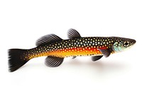 Fish animal trout white background. AI generated Image by rawpixel.