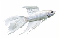 Fish animal white white background. AI generated Image by rawpixel.